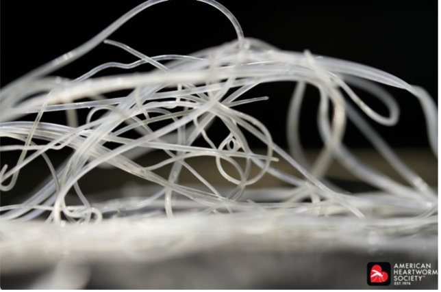 heartworm disease in dogs; a close up image of heartworms inside an infected dog.